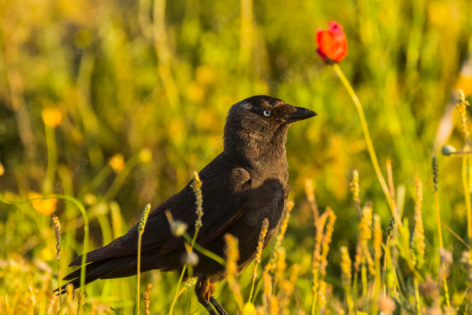 Corvus Corax Wallpapers