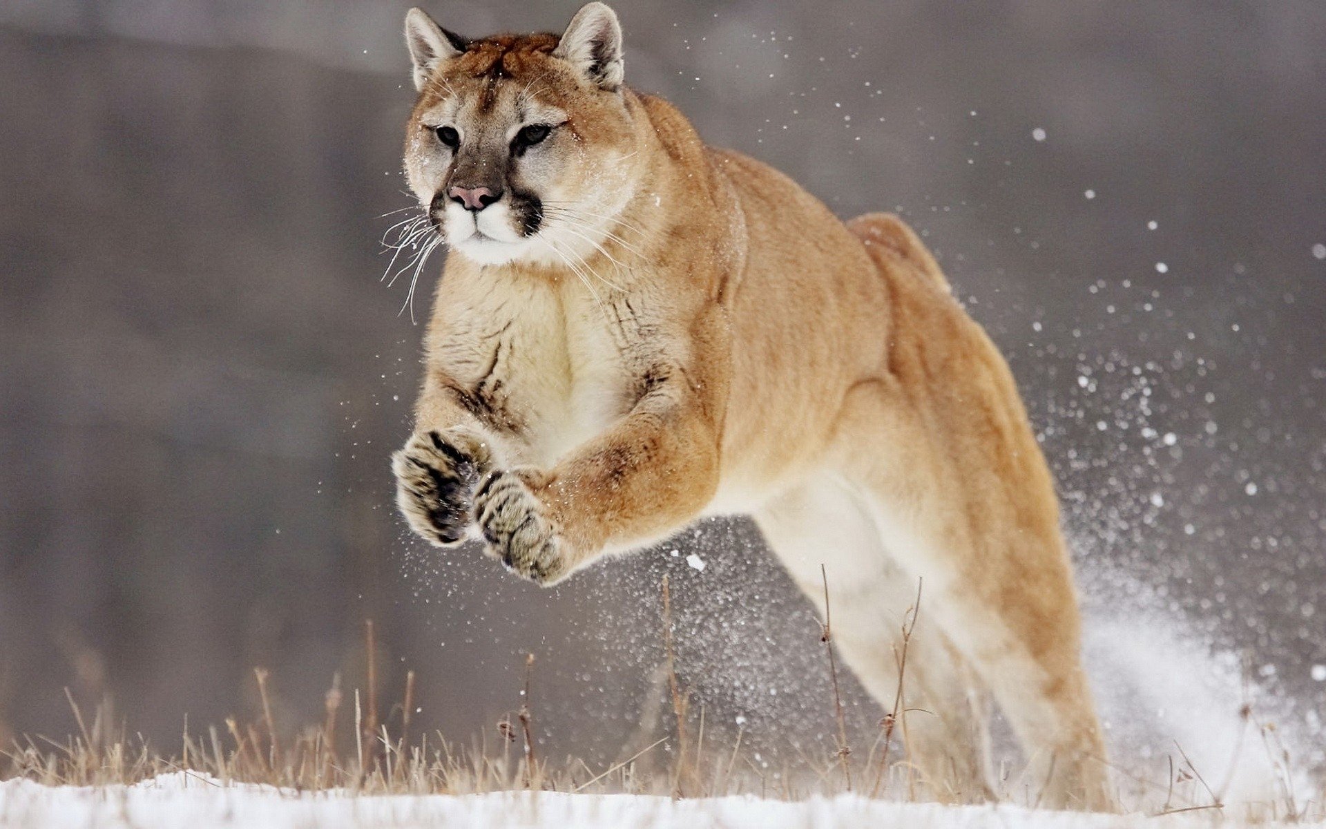 Cougar Wallpapers