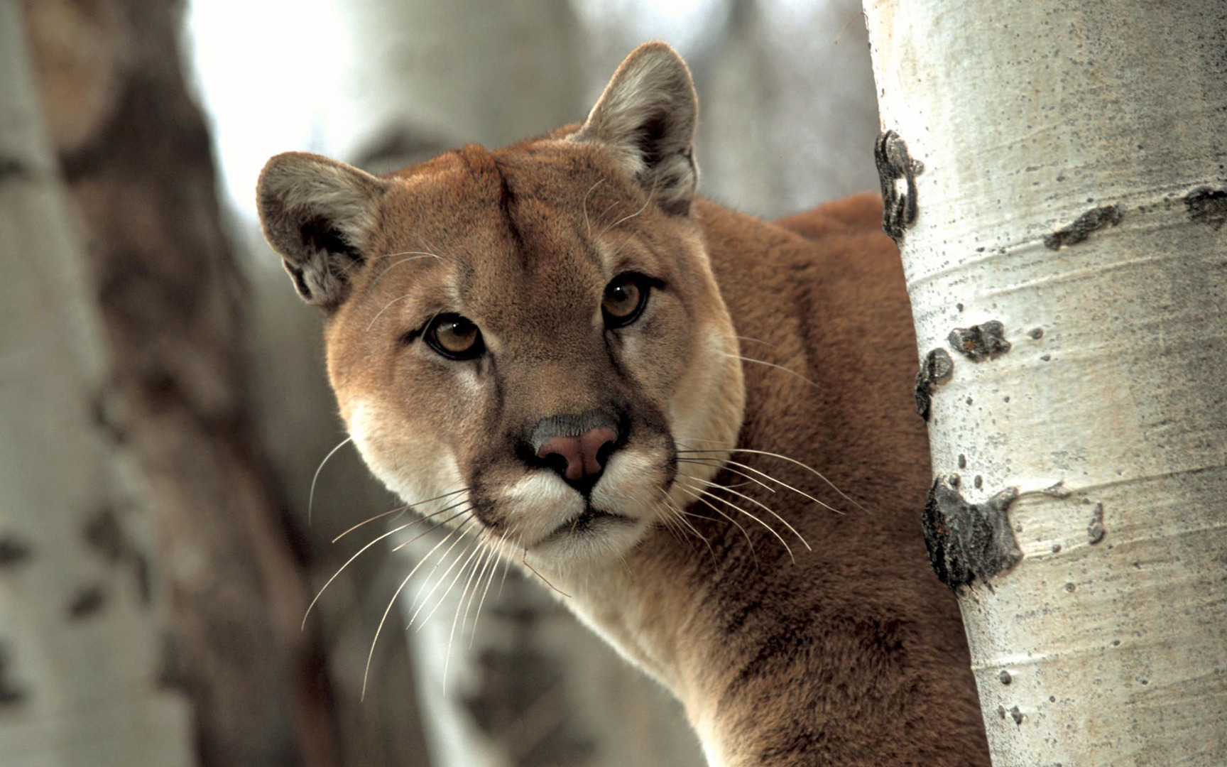 Cougar Wallpapers