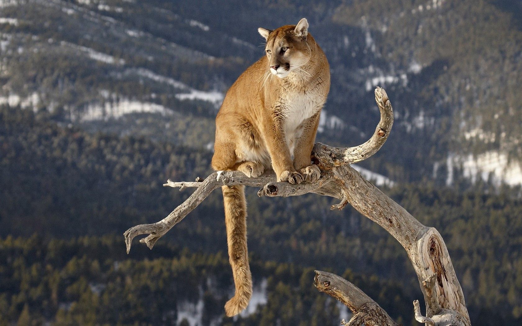 Cougar Wallpapers