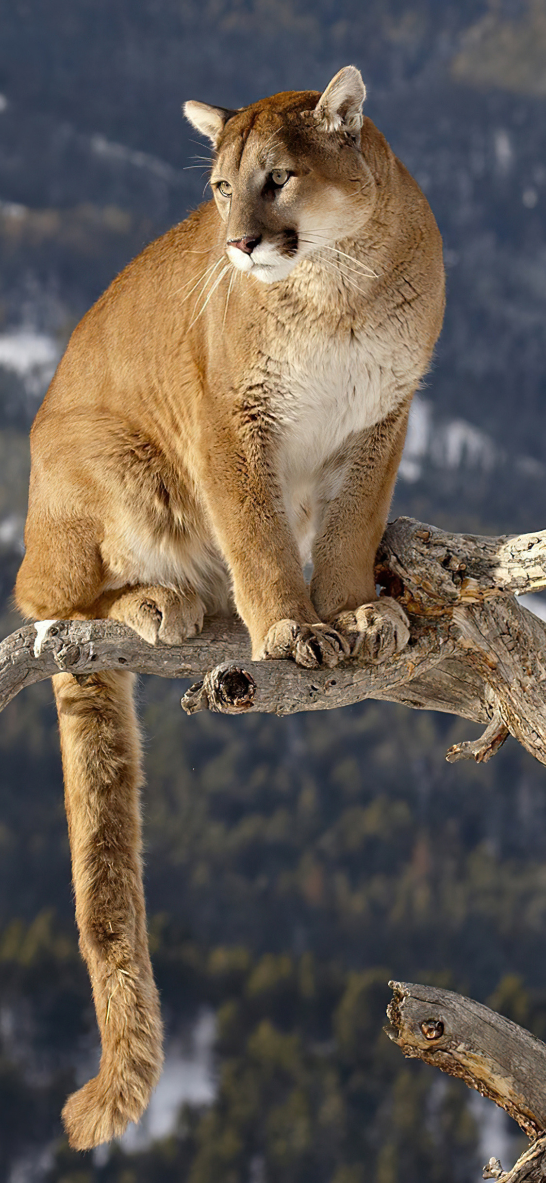 Cougar Wallpapers