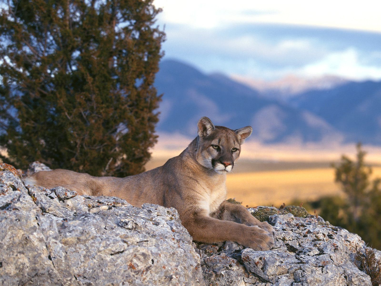 Cougar Wallpapers