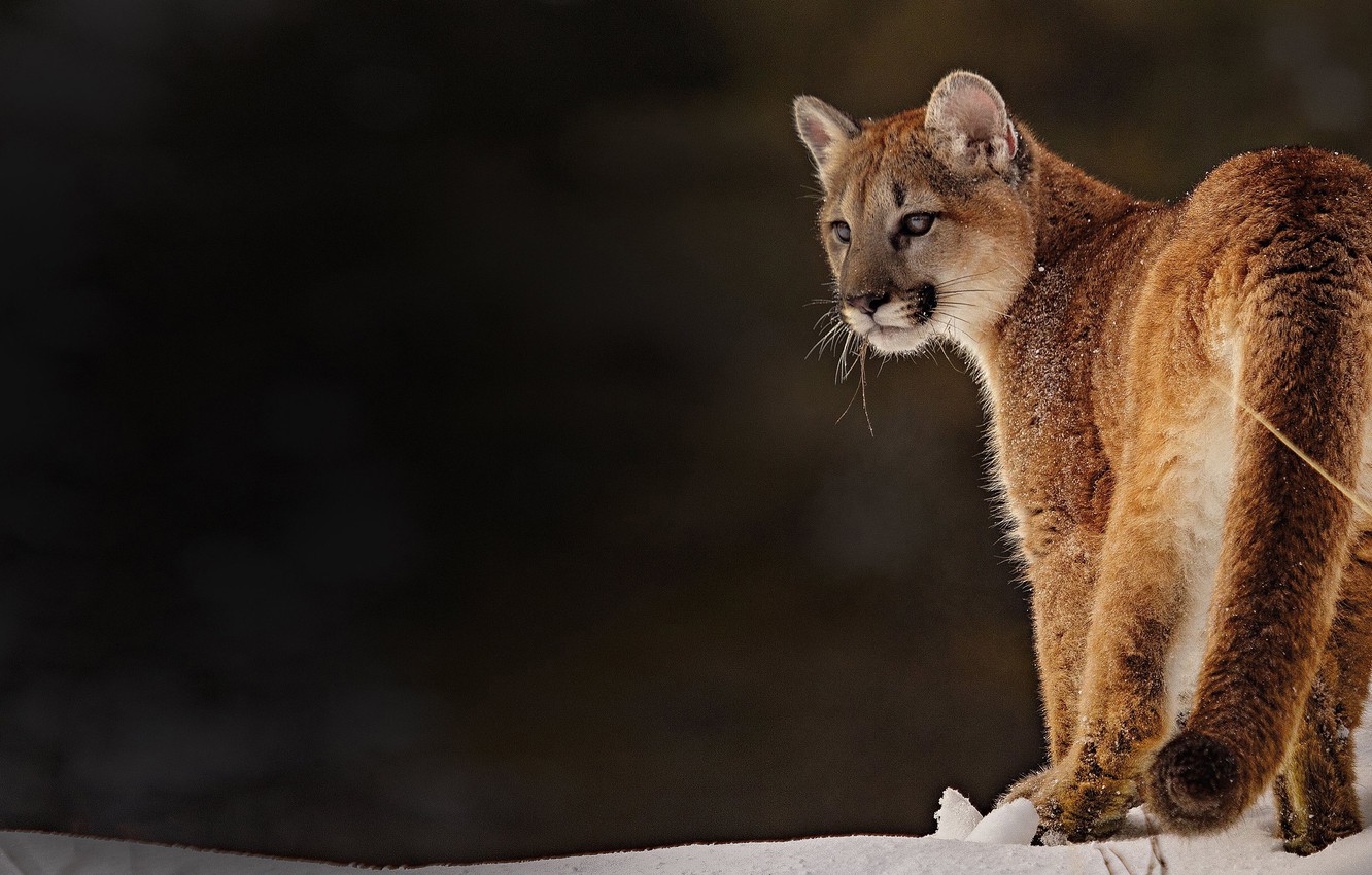 Cougar Wallpapers