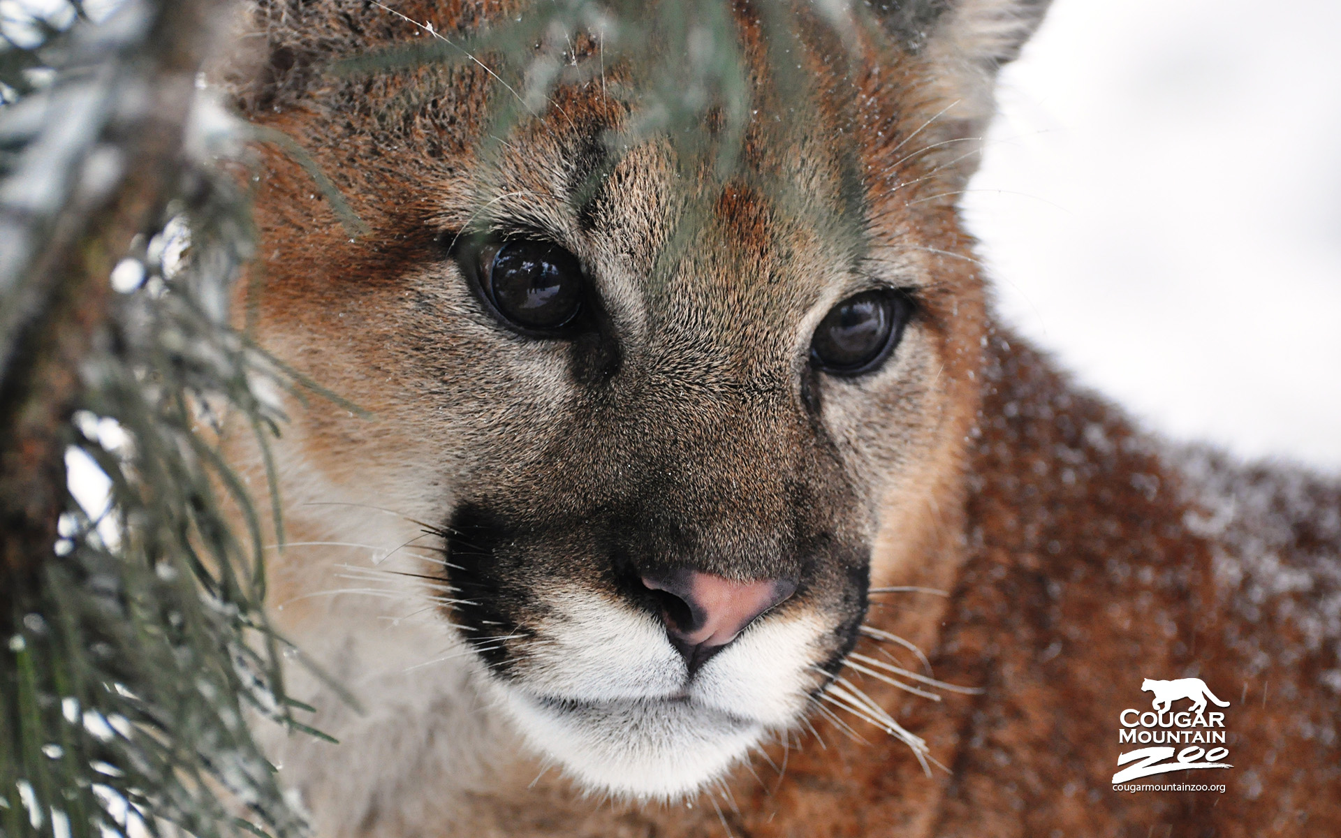 Cougar Wallpapers