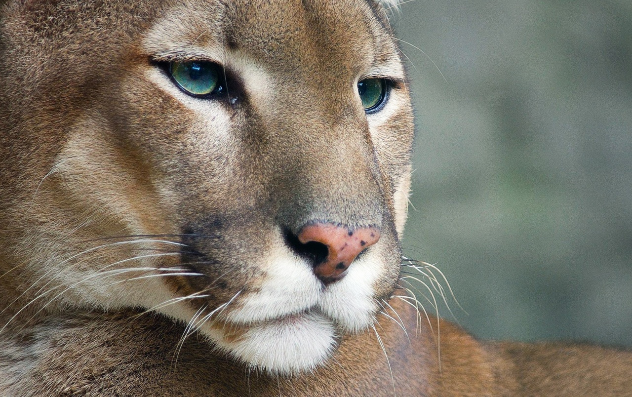 Cougar Wallpapers