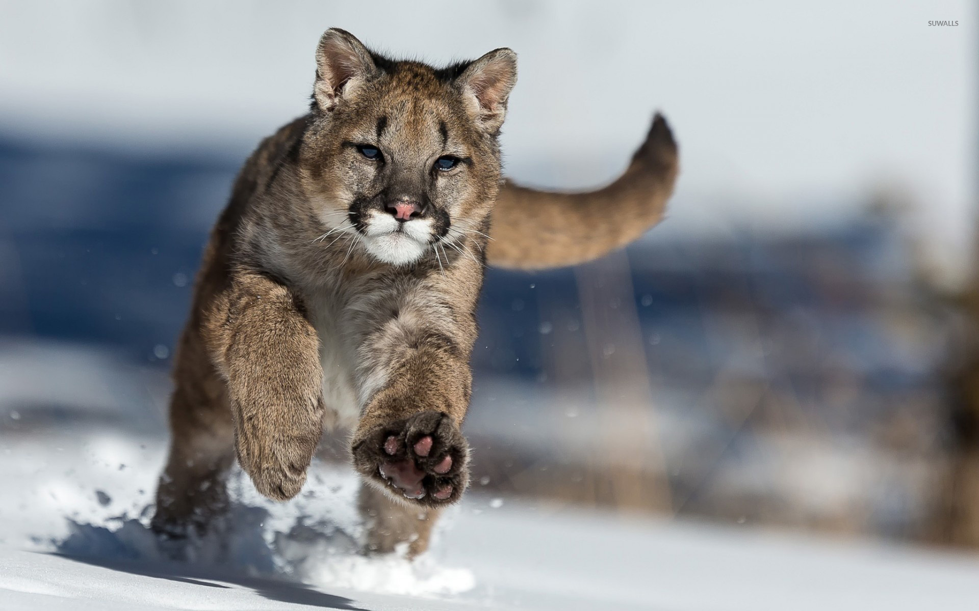 Cougar Wallpapers