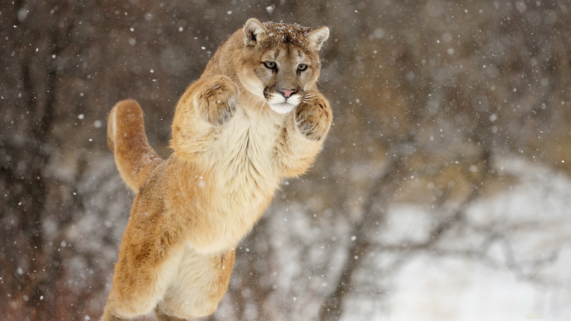 Cougar Wallpapers