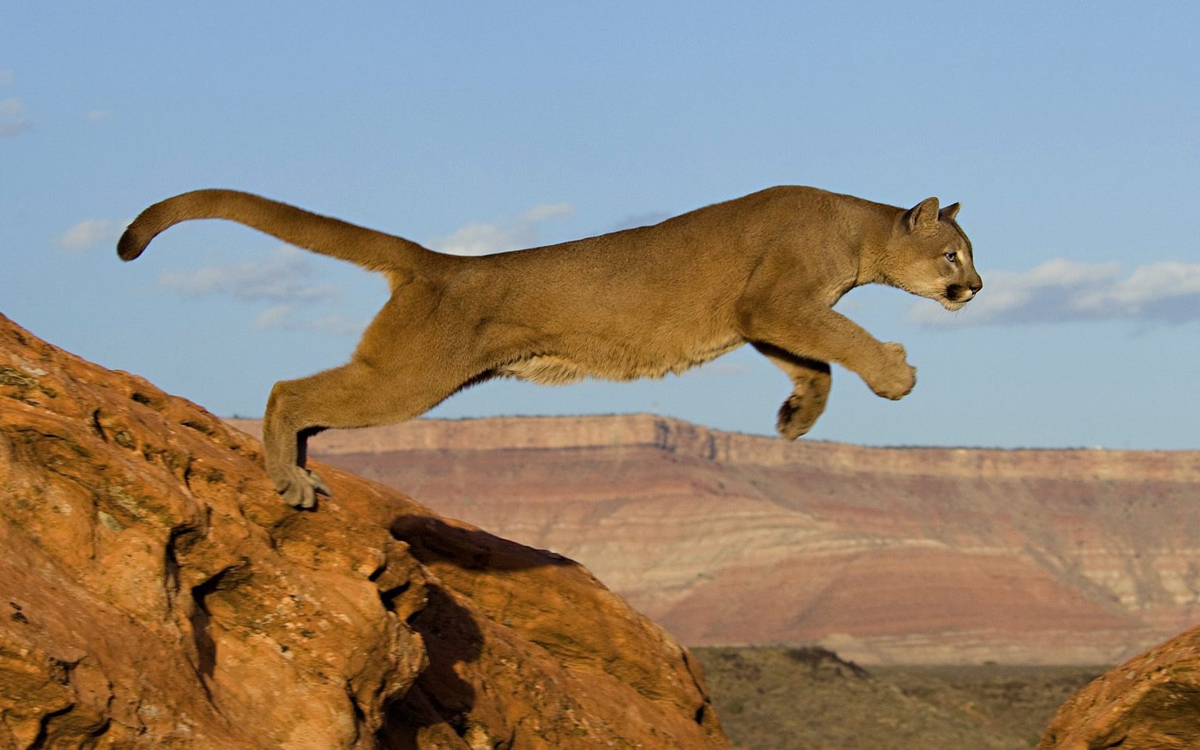 Cougar Wallpapers