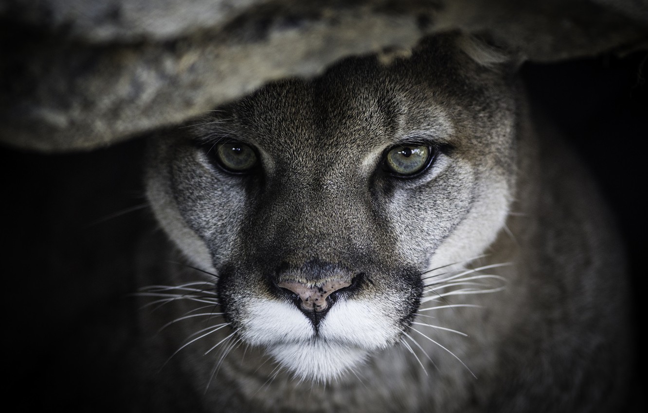 Cougar Wallpapers