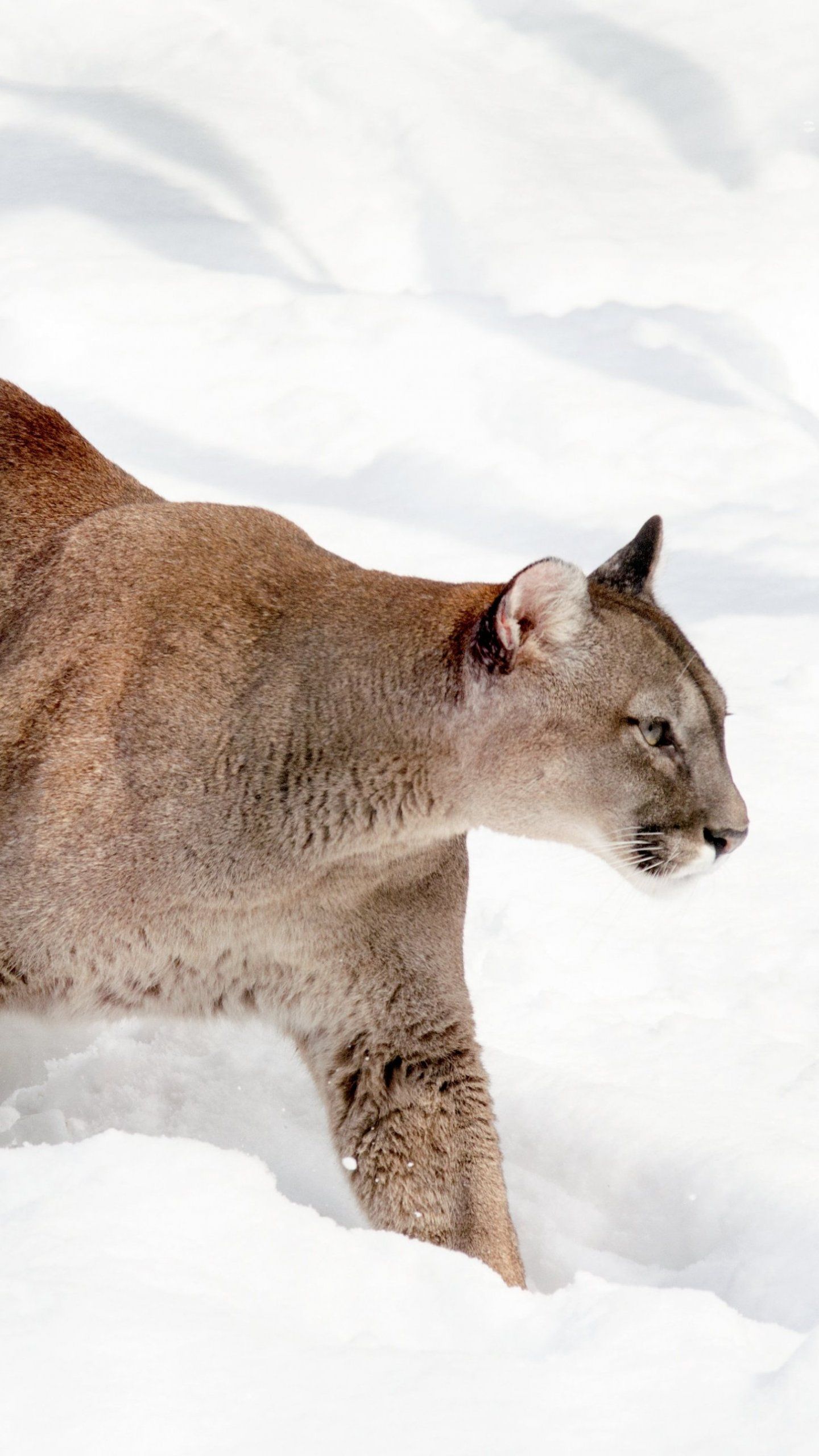 Cougar Wallpapers