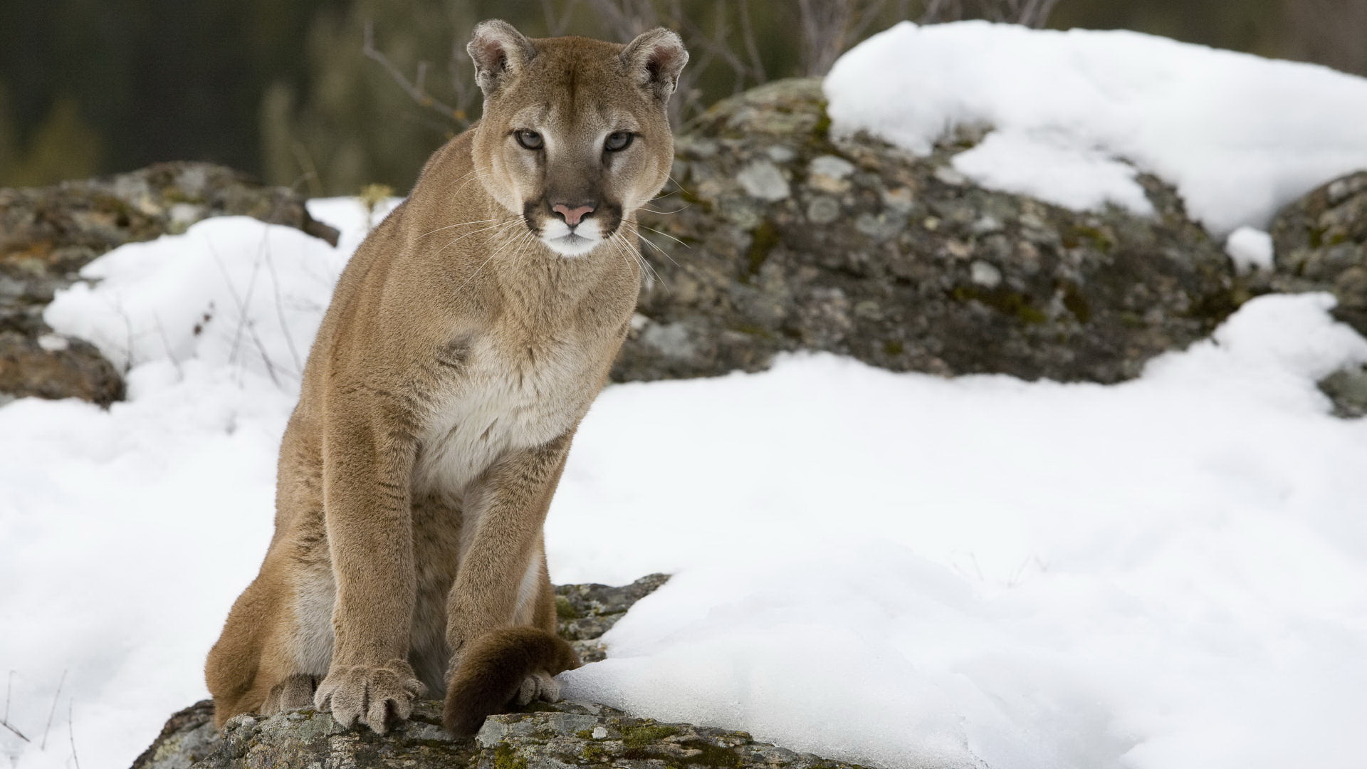 Cougar Wallpapers