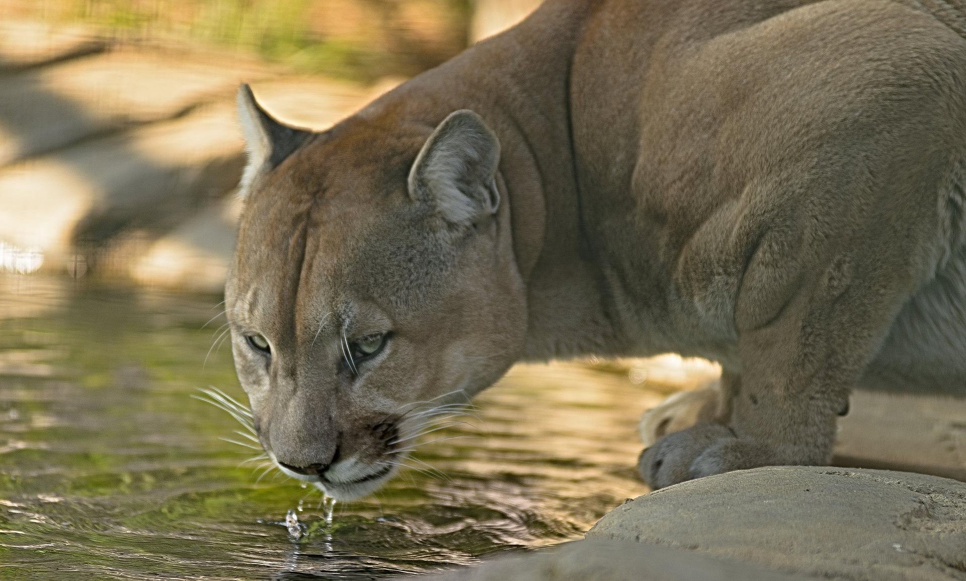 Cougar Wallpapers