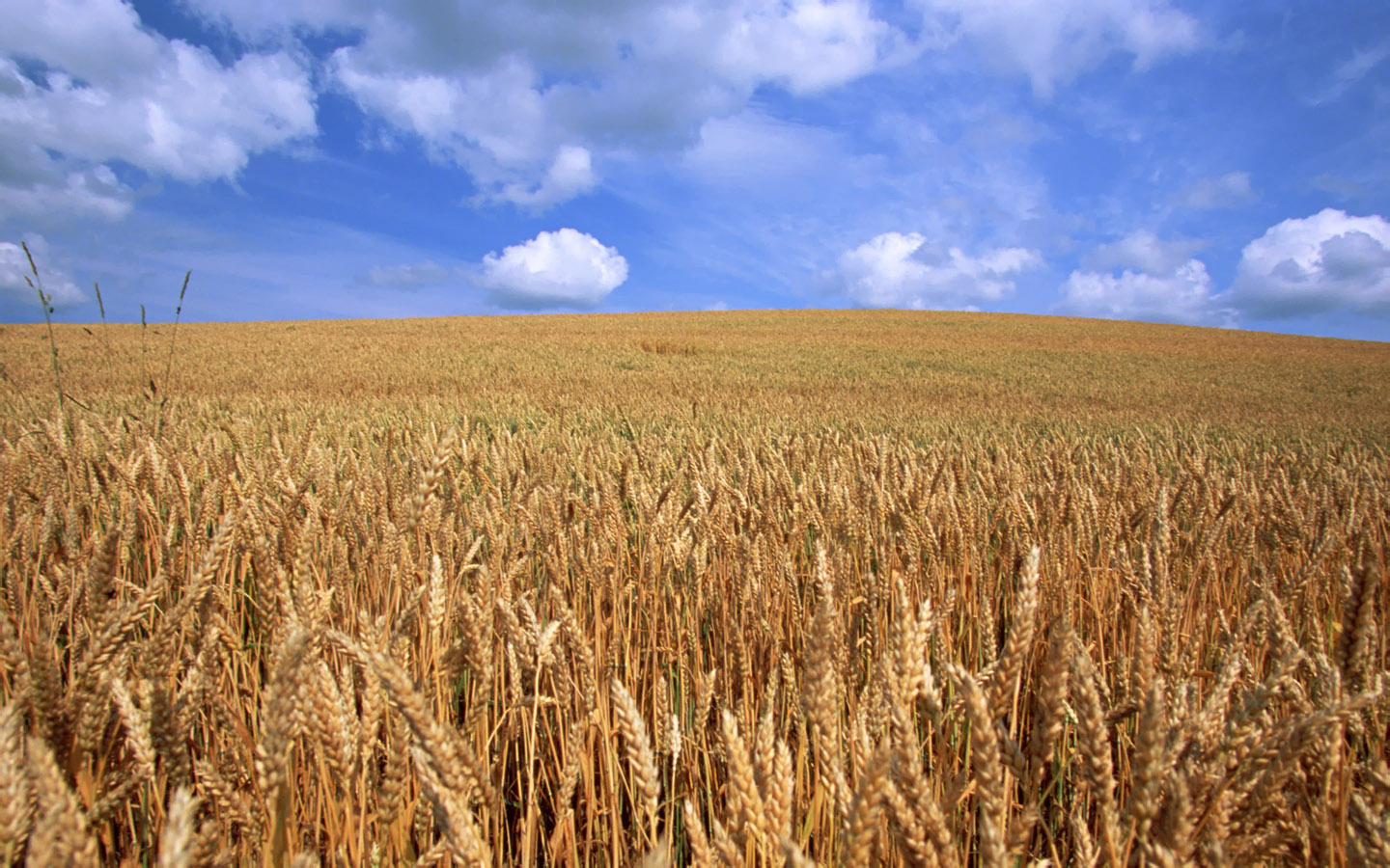 Country Farm Background