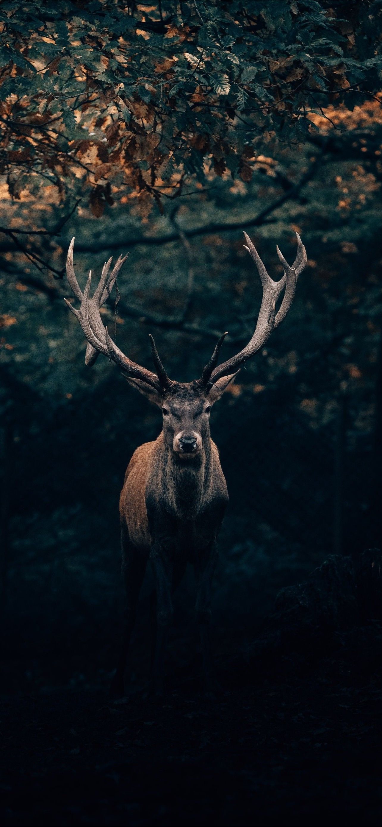 Country Hunting Iphone Wallpapers