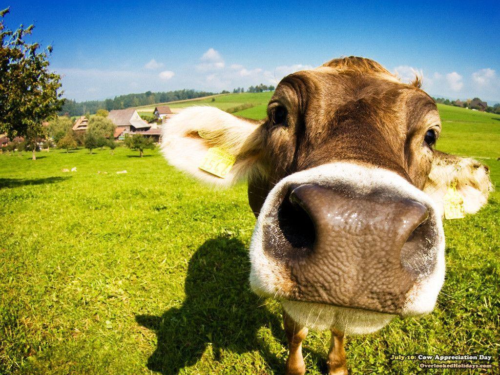 Cow Wallpapers