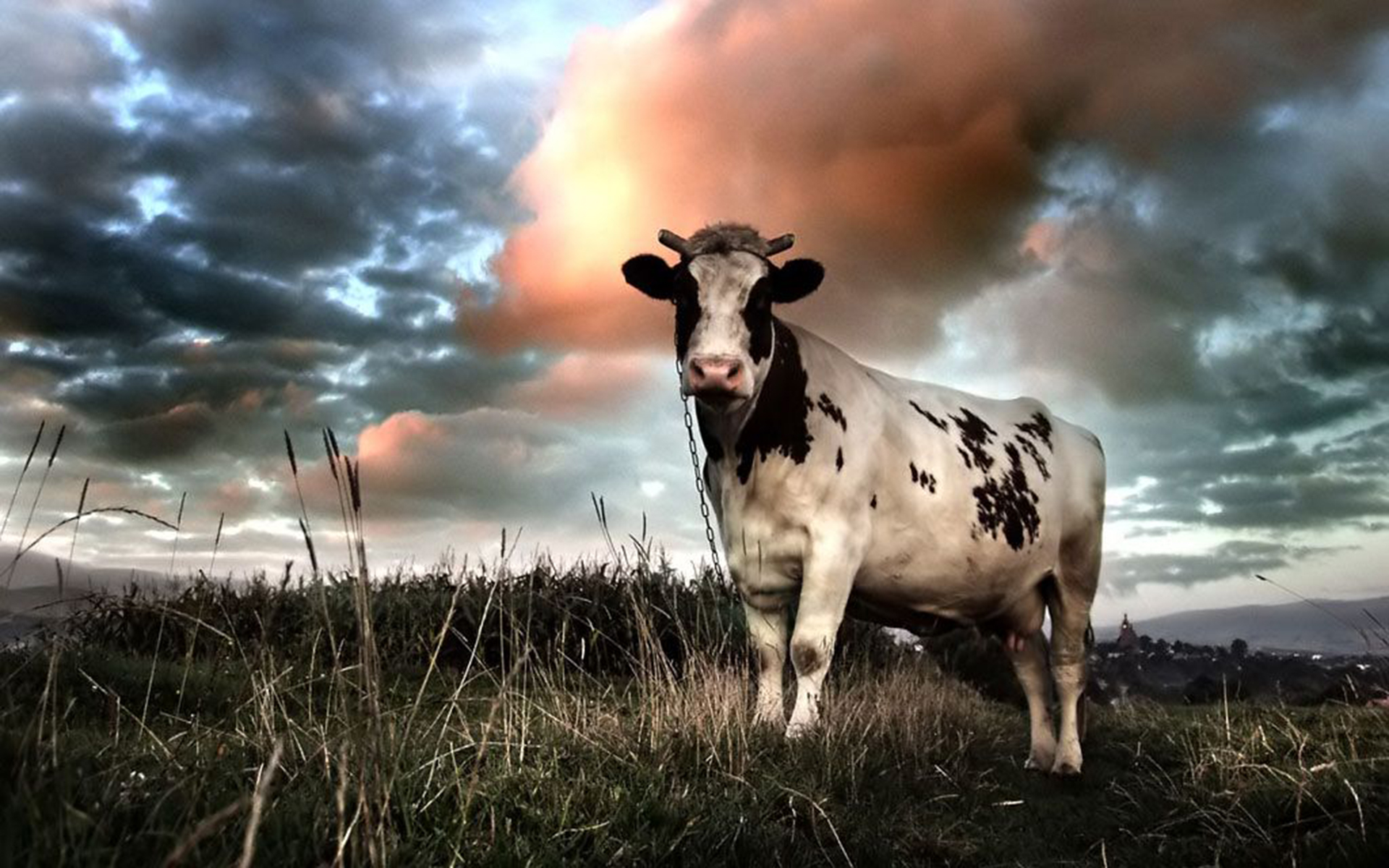 Cow Wallpapers