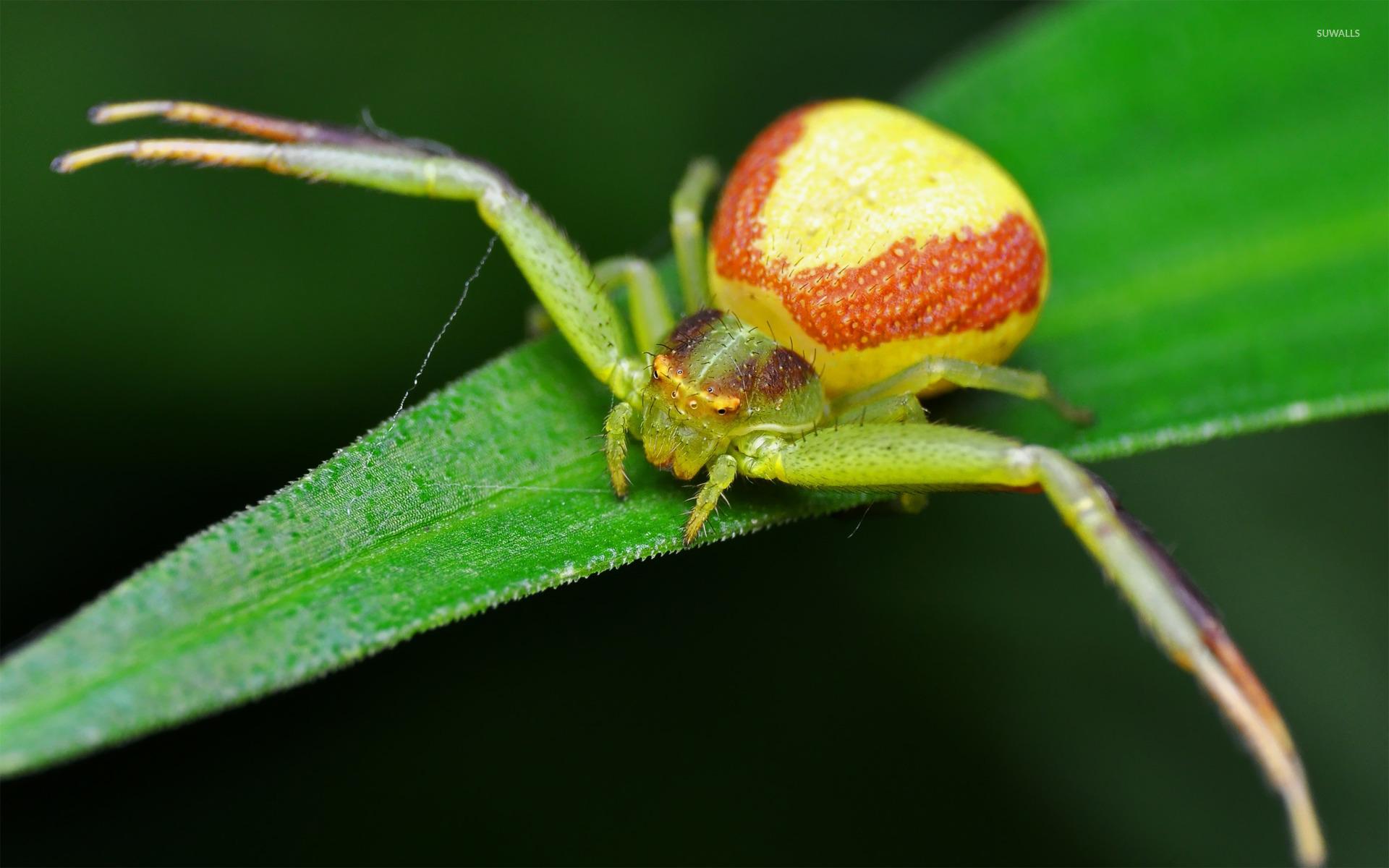 Crab Spiders Wallpapers