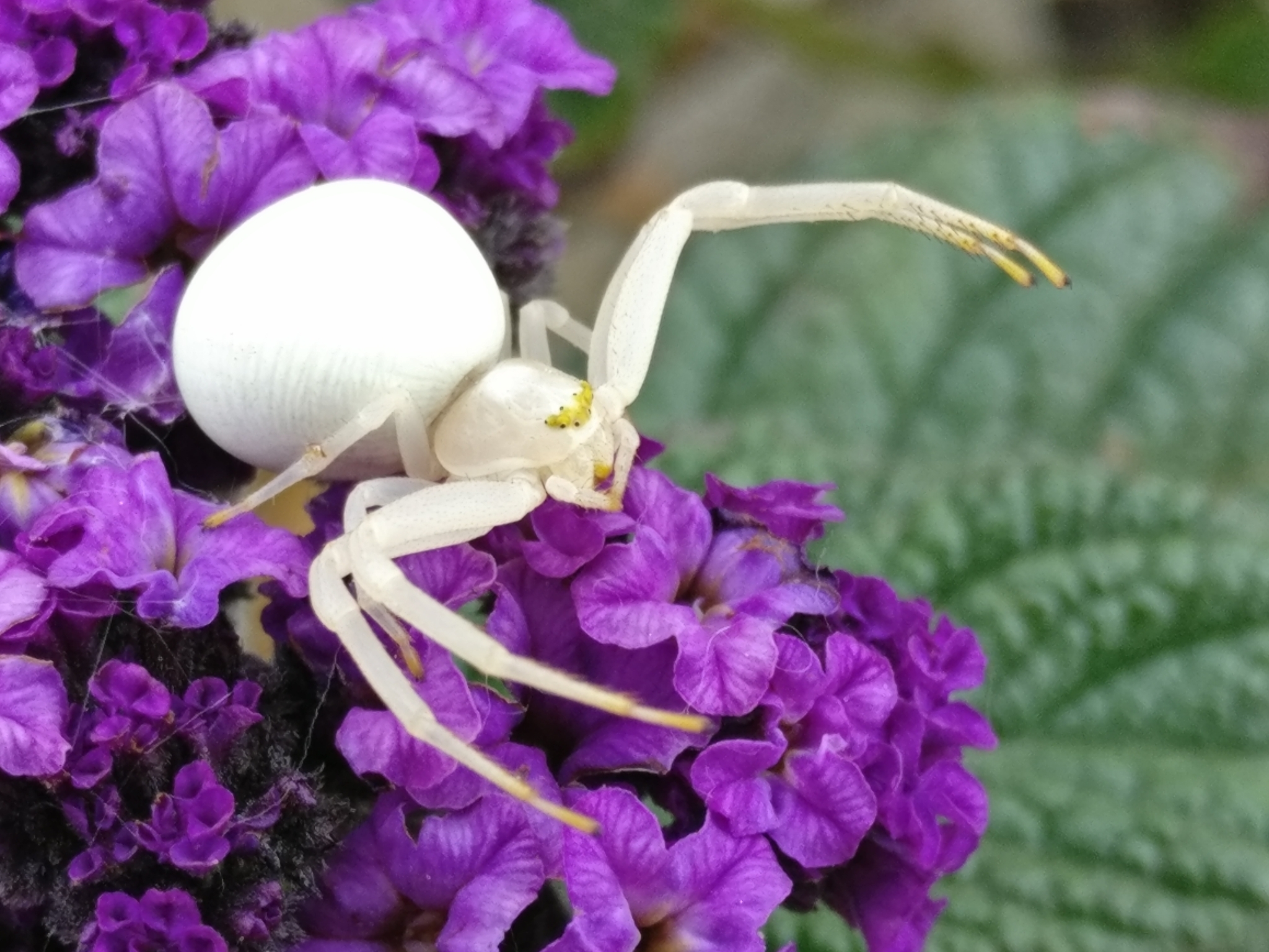 Crab Spiders Wallpapers