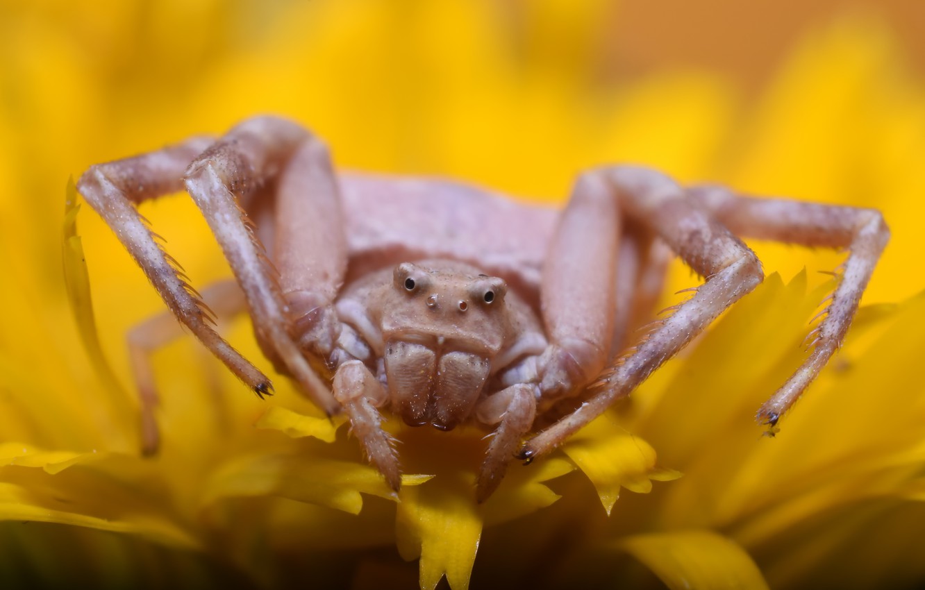 Crab Spiders Wallpapers