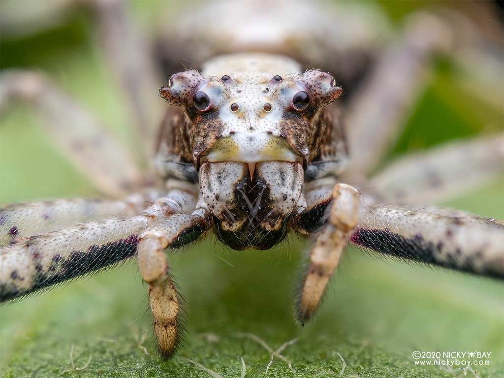 Crab Spiders Wallpapers