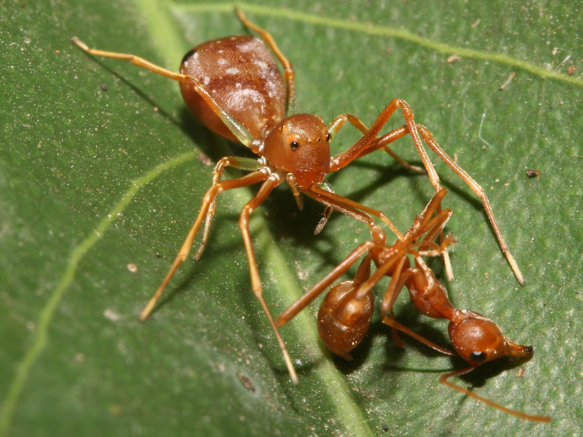 Crab Spiders Wallpapers