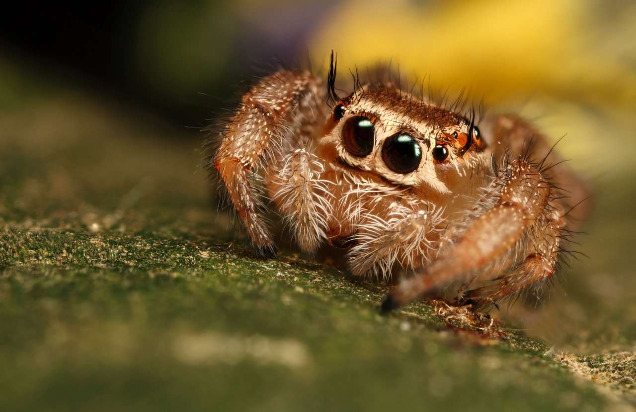 Crab Spiders Wallpapers