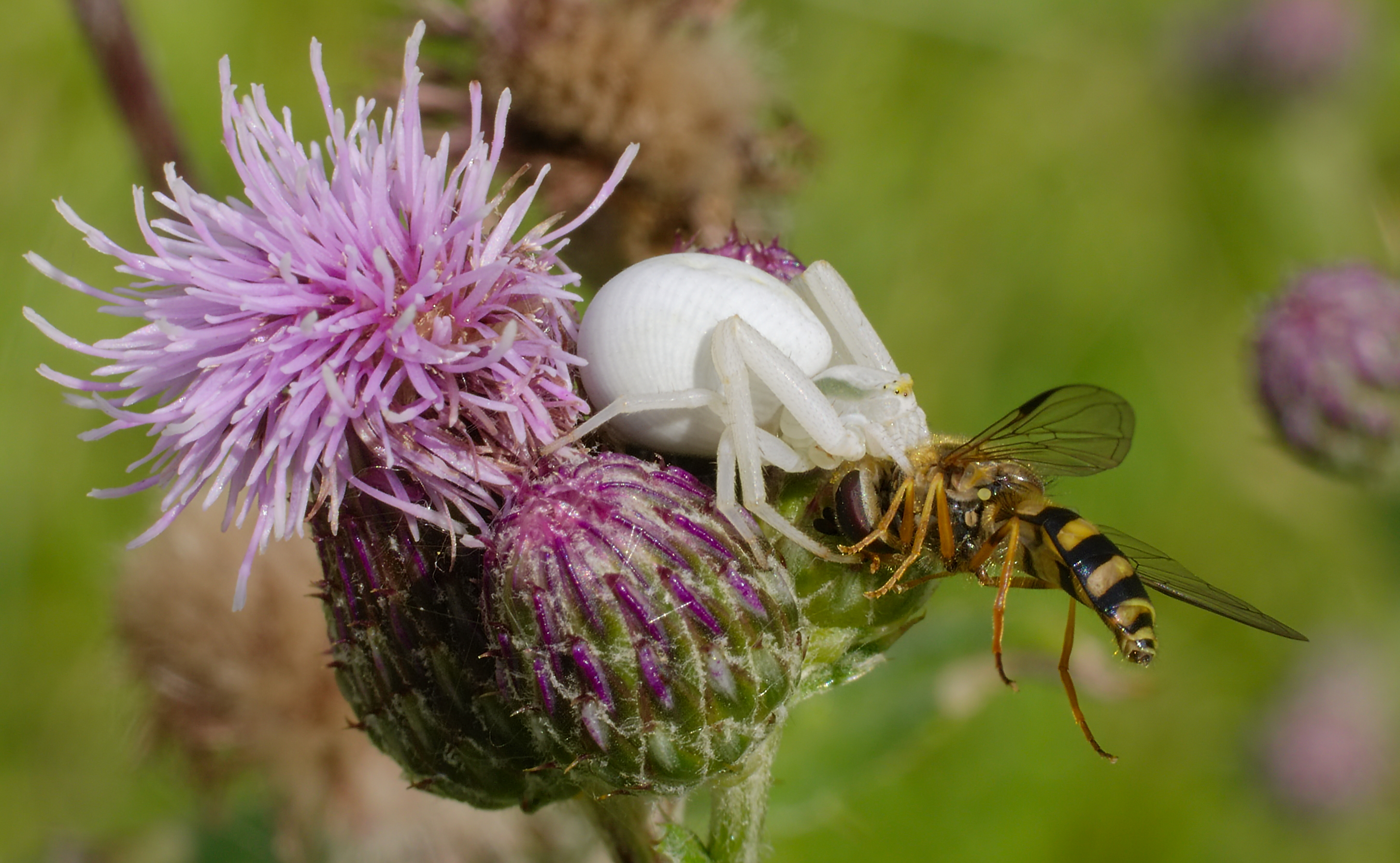 Crab Spiders Wallpapers