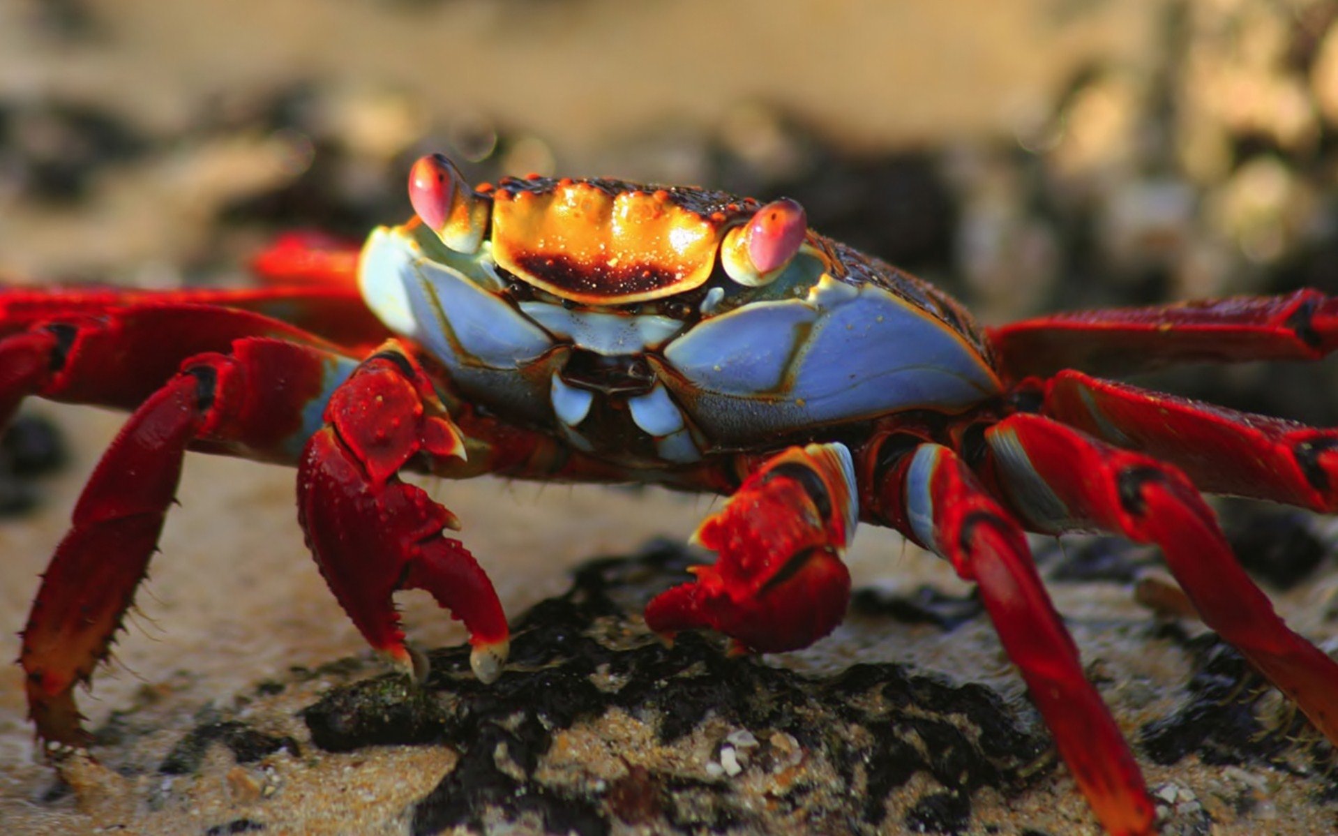 Crab Wallpapers