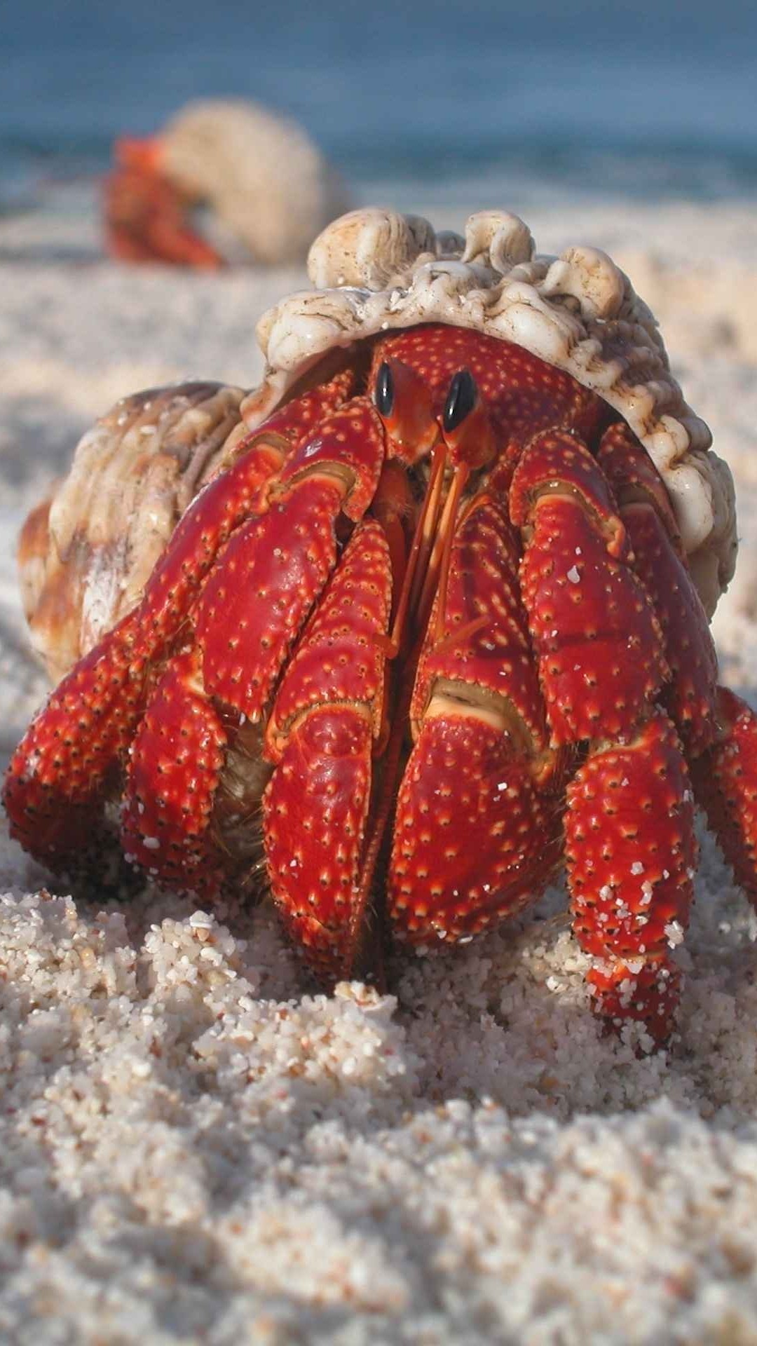 Crab Wallpapers