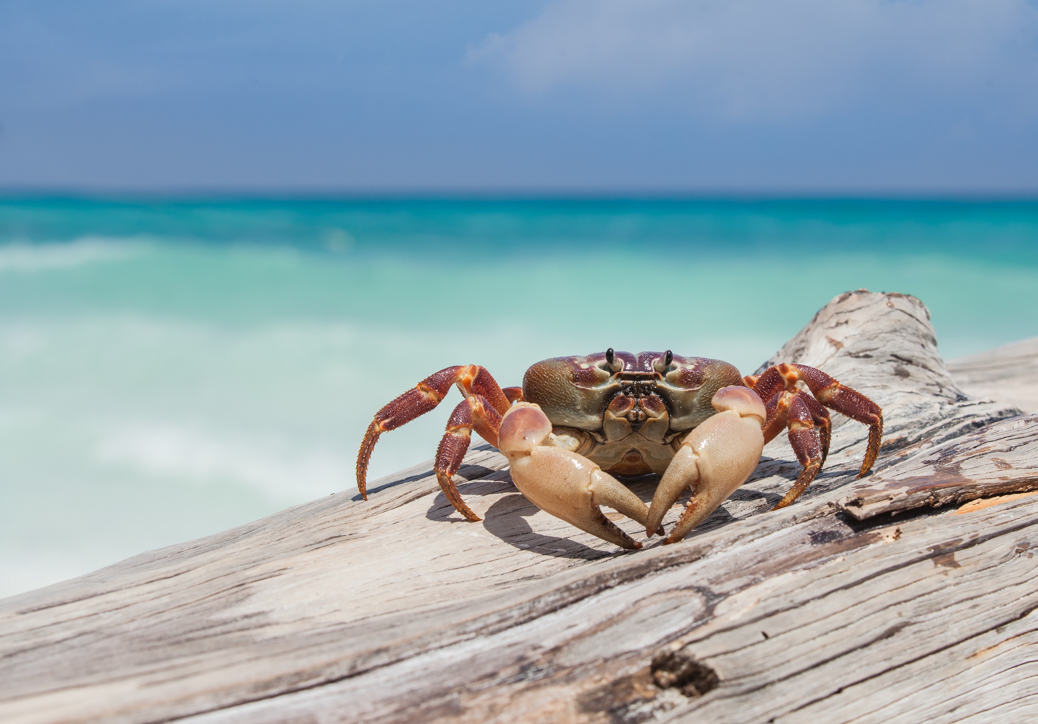 Crab Wallpapers