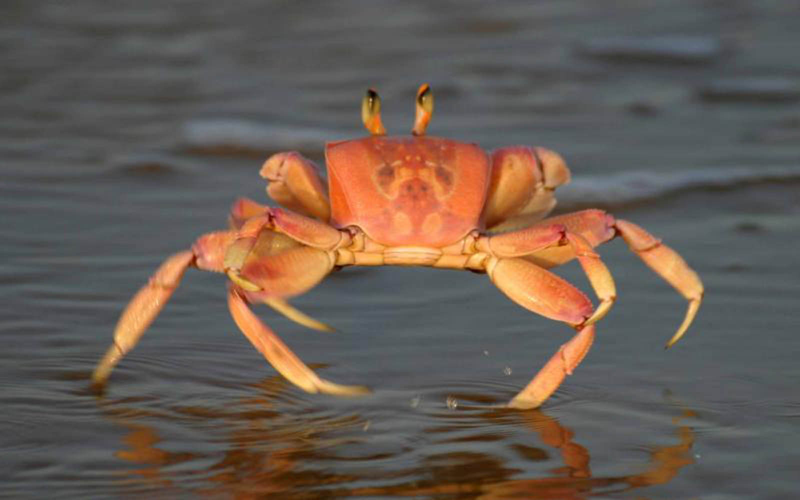 Crab Wallpapers