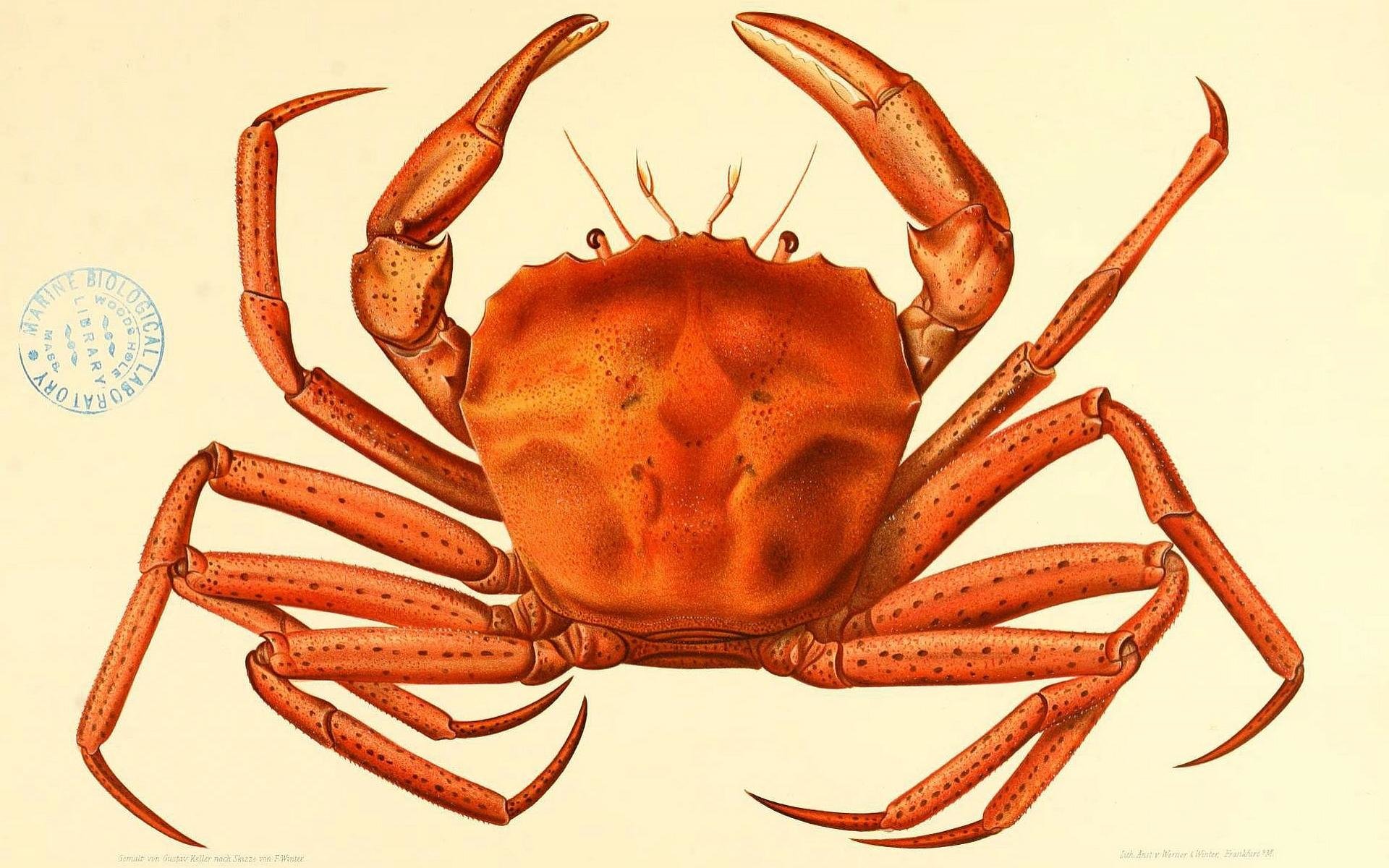 Crab Wallpapers