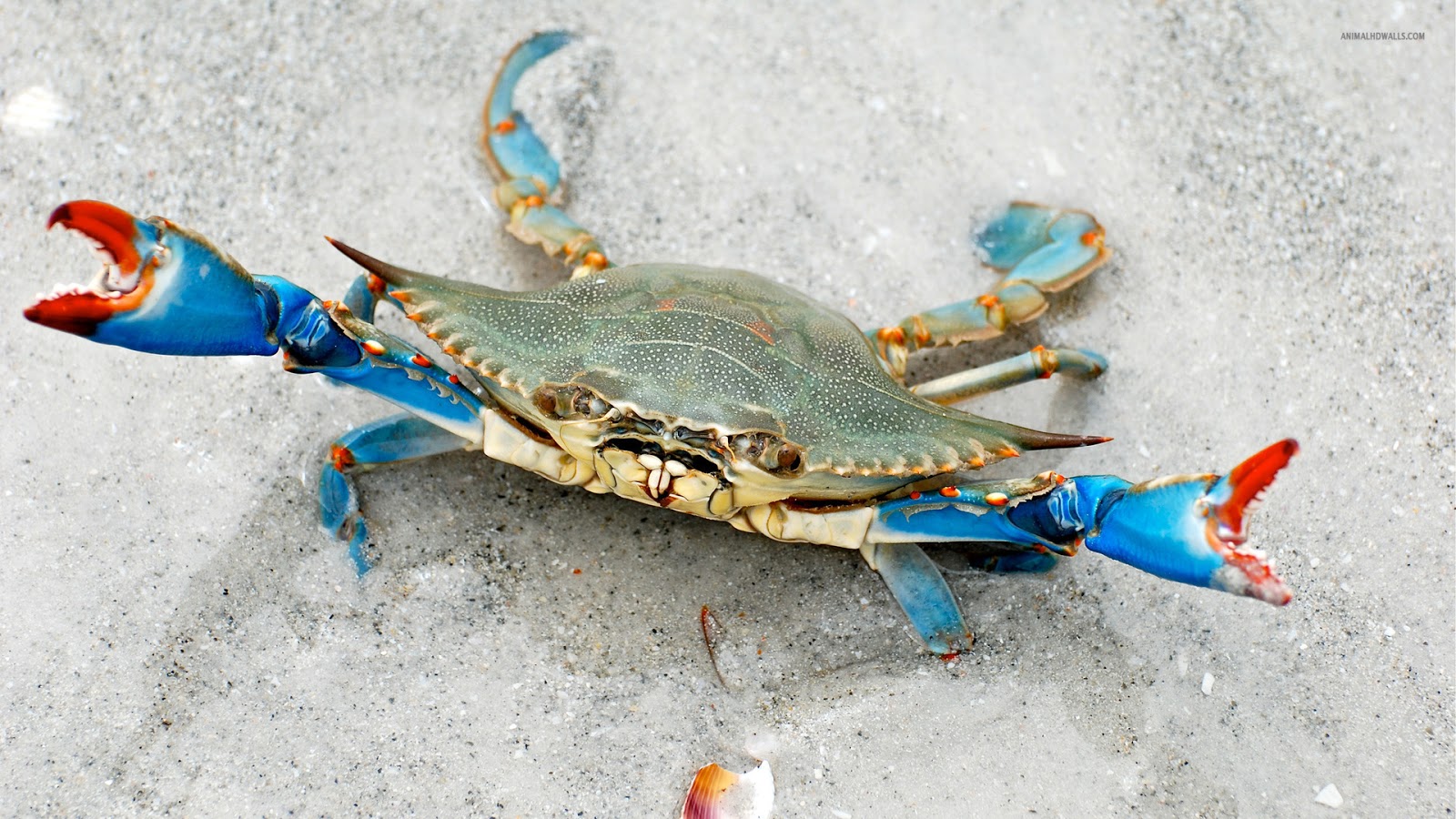 Crab Wallpapers