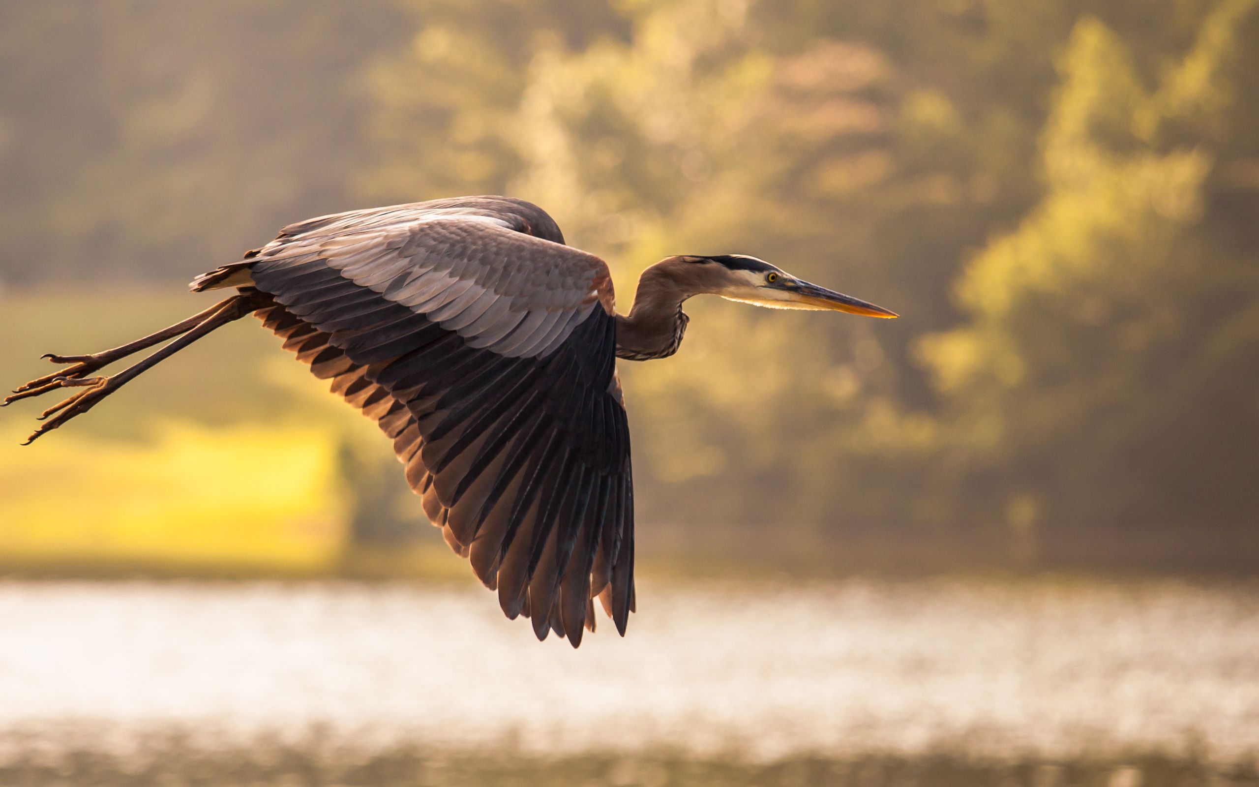 Crane Bird Wallpapers