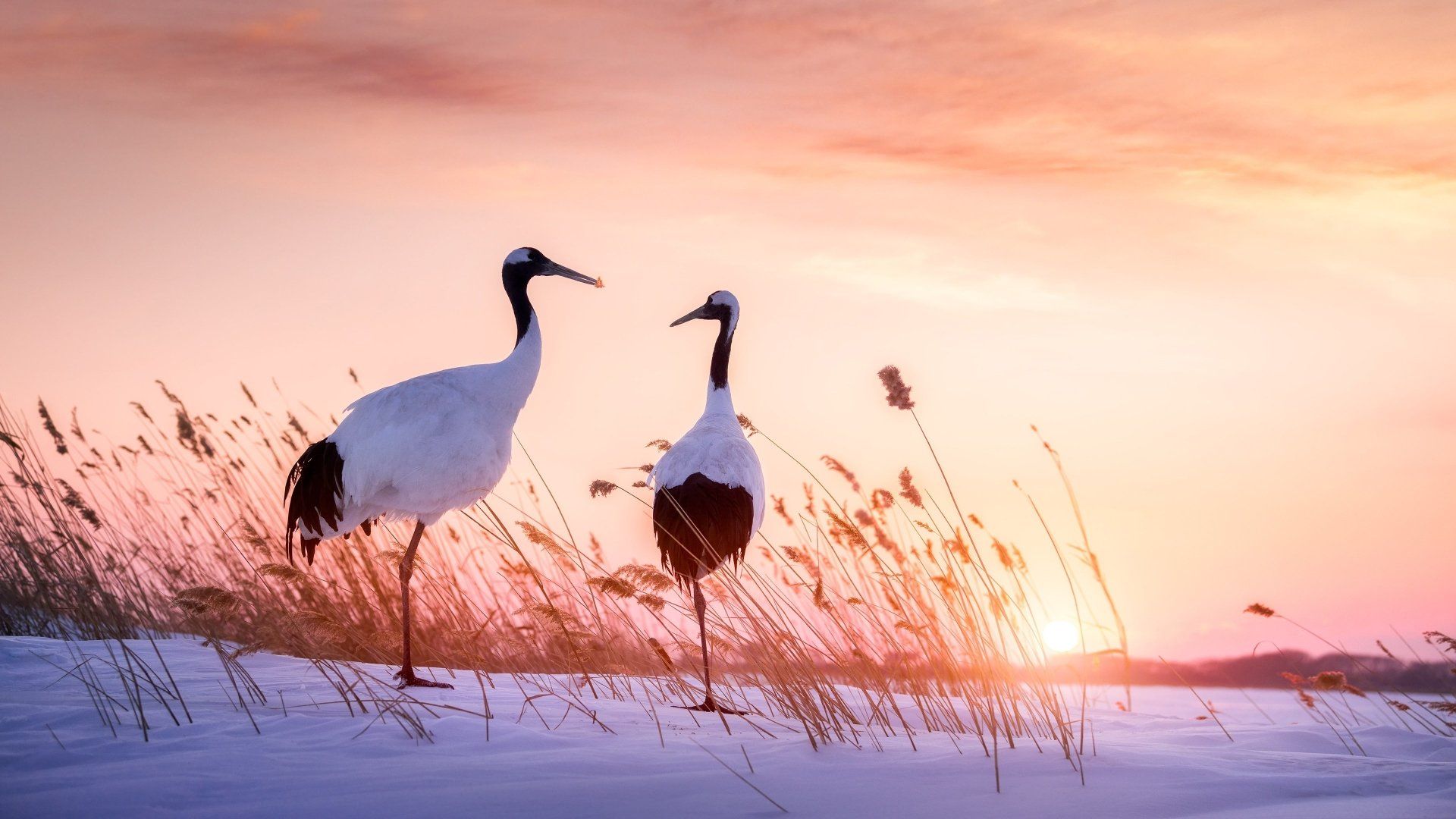 Crane Bird Wallpapers