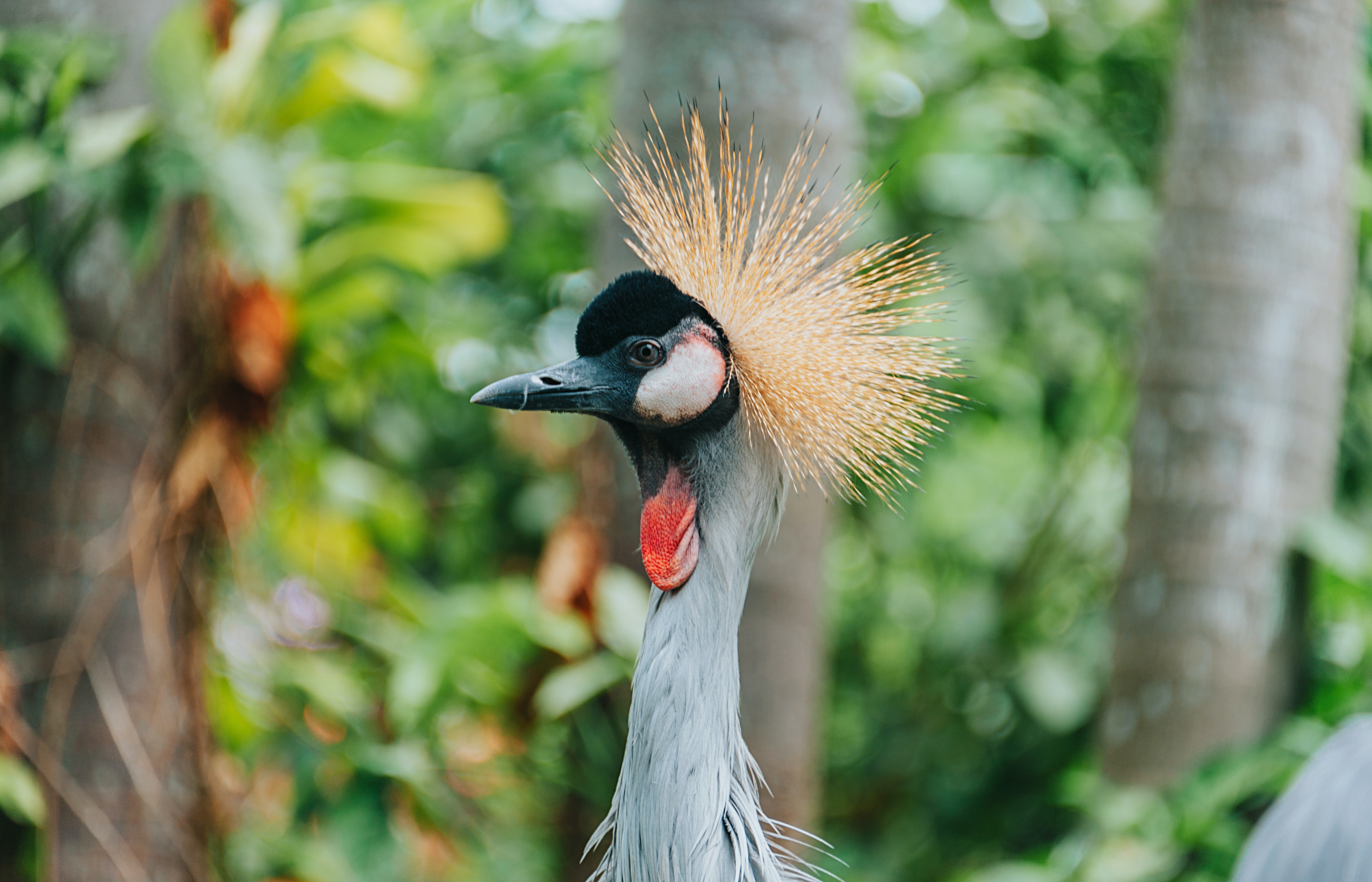 Crane Bird Wallpapers