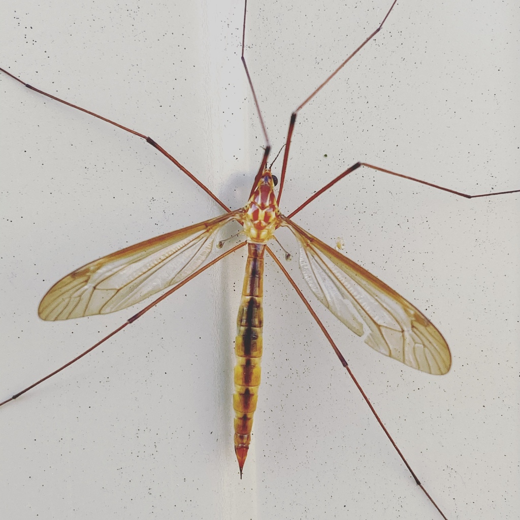 Crane Fly Wallpapers