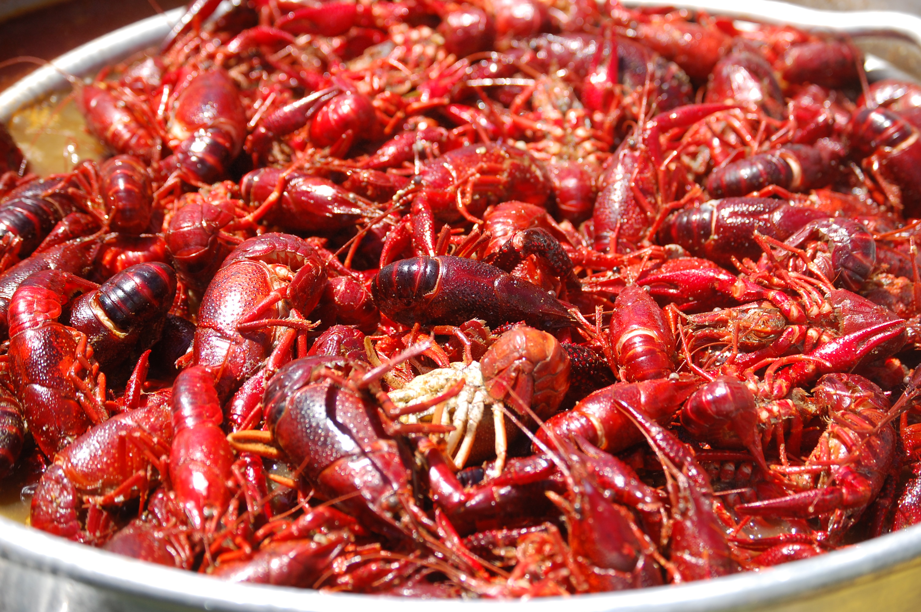 Crawfish Wallpapers