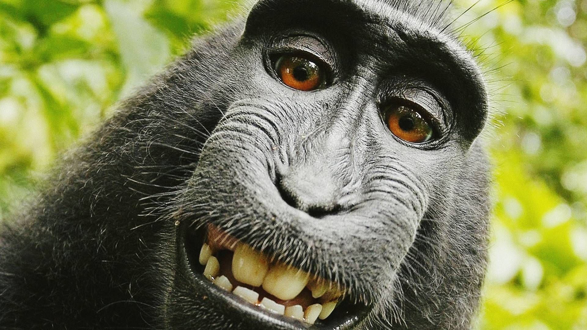 Crazy Monkey Pics Wallpapers