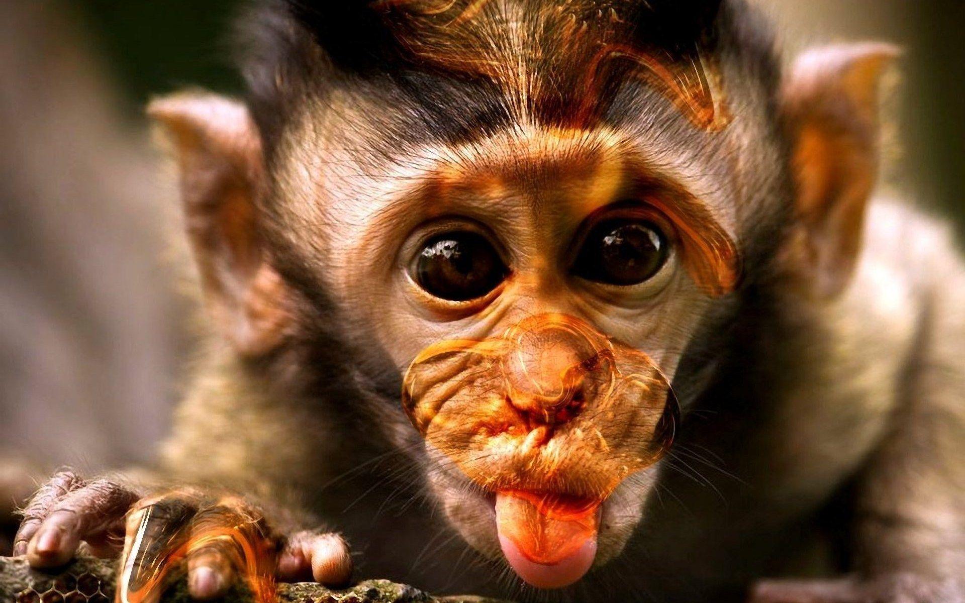 Crazy Monkey Pics Wallpapers