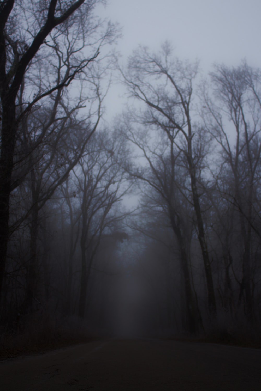 Creepy Foggy Forest Wallpapers