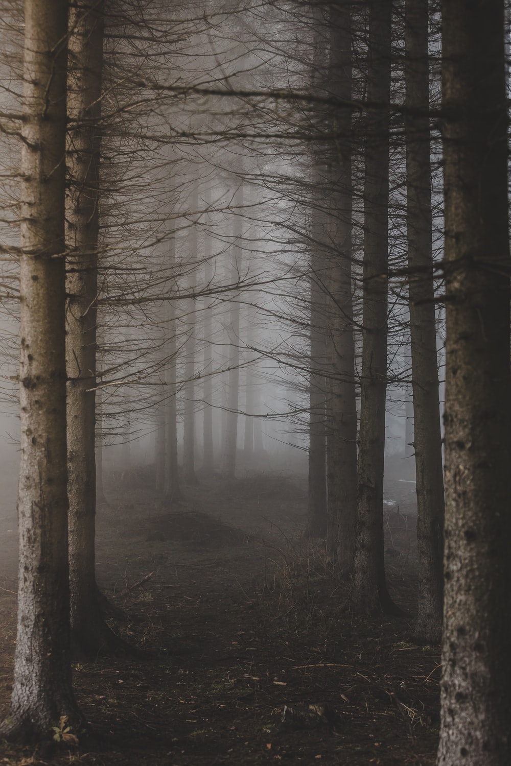 Creepy Foggy Forest Wallpapers