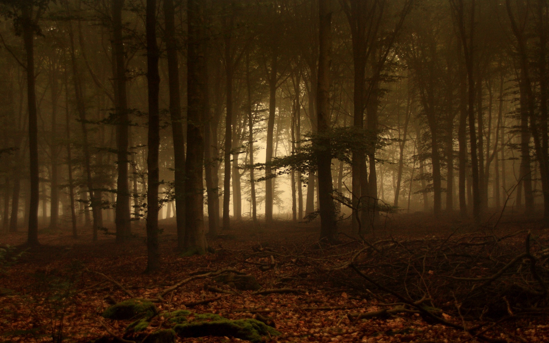 Creepy Foggy Forest Wallpapers