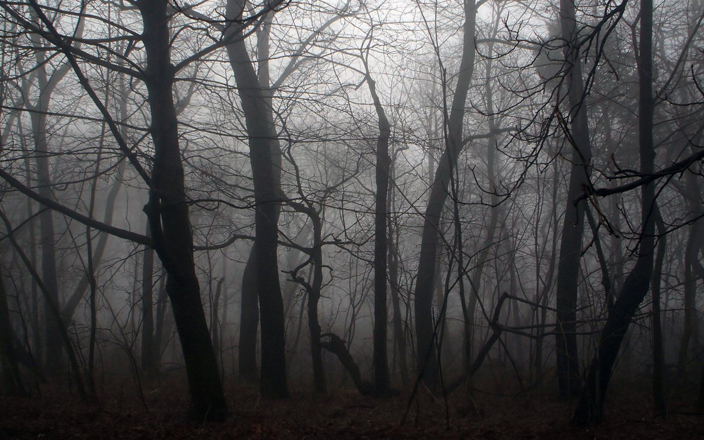 Creepy Foggy Forest Wallpapers