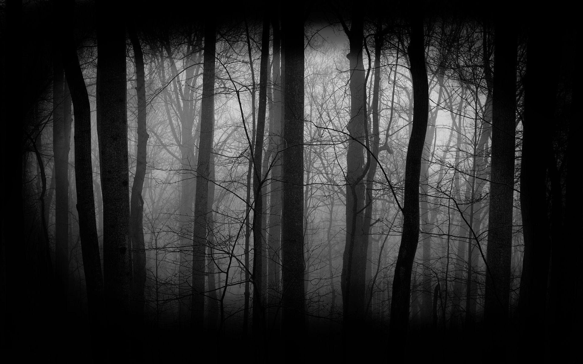 Creepy Foggy Forest Wallpapers