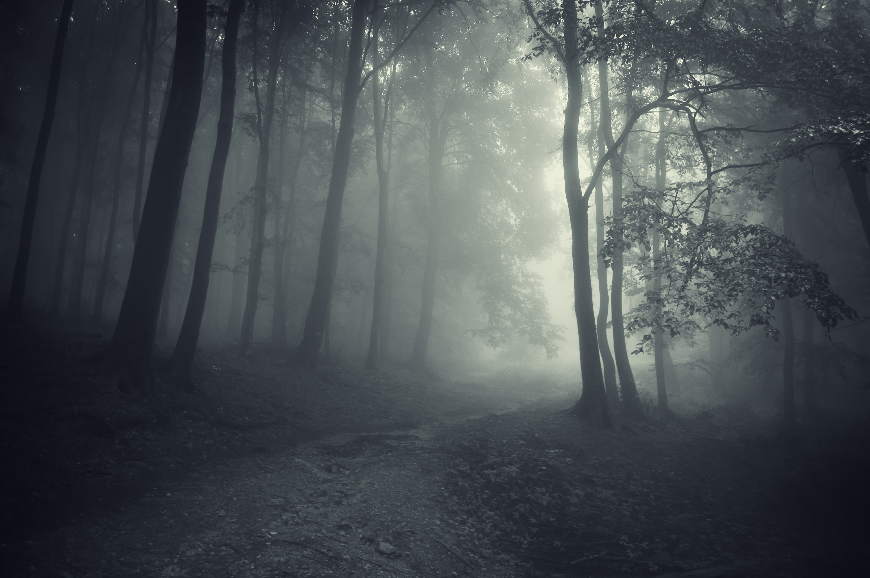 Creepy Foggy Forest Wallpapers