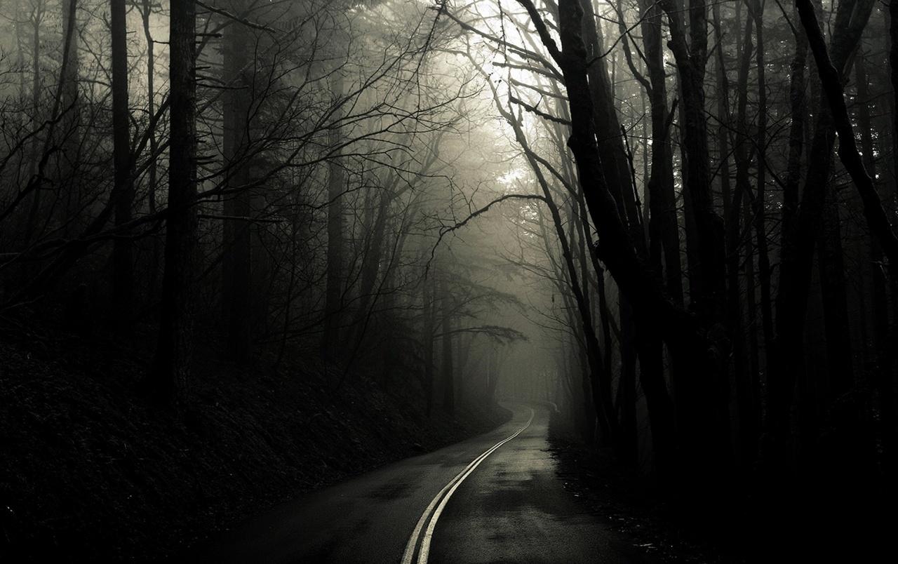 Creepy Foggy Forest Wallpapers