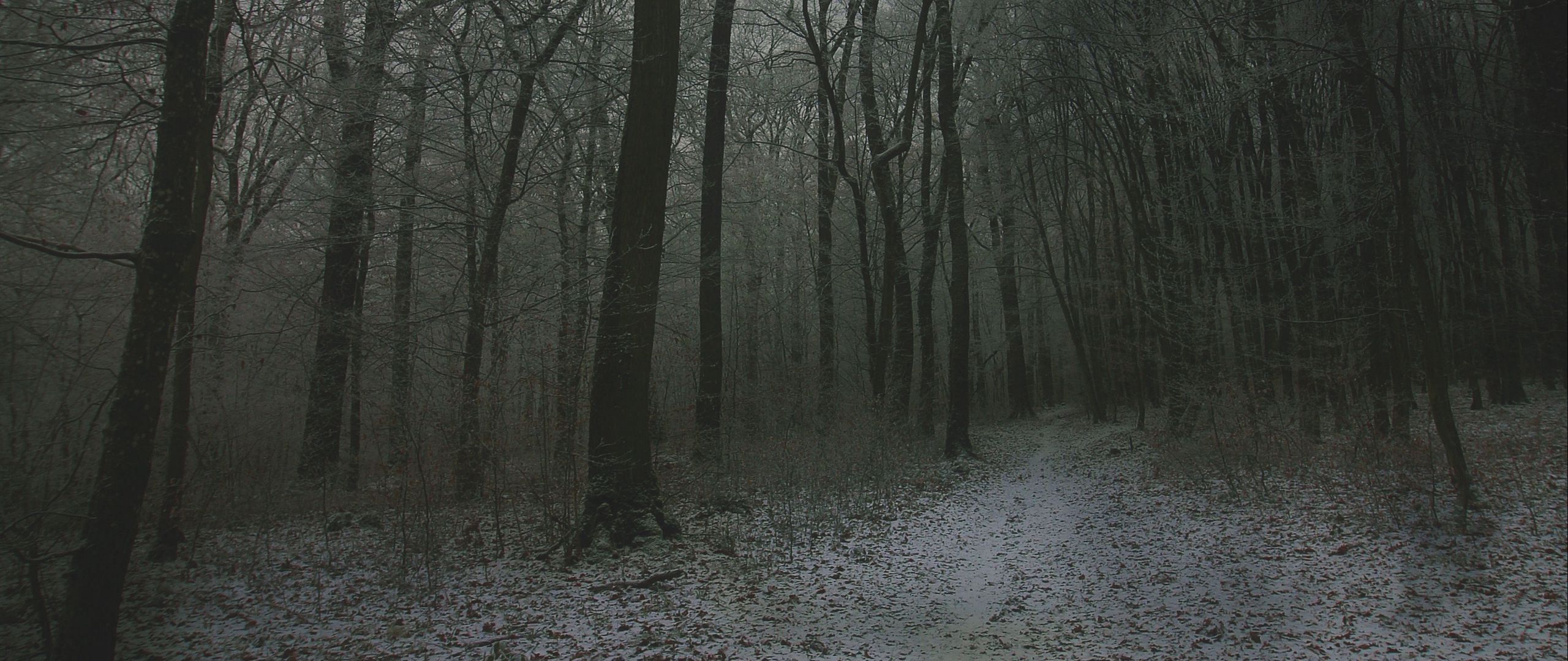 Creepy Foggy Forest Wallpapers