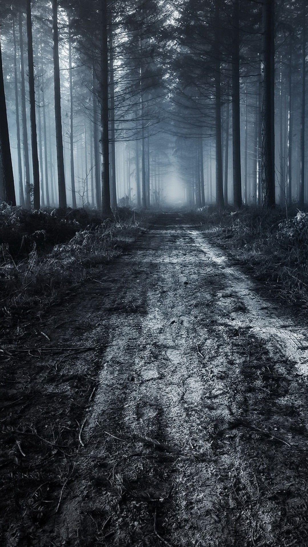 Creepy Foggy Forest Wallpapers