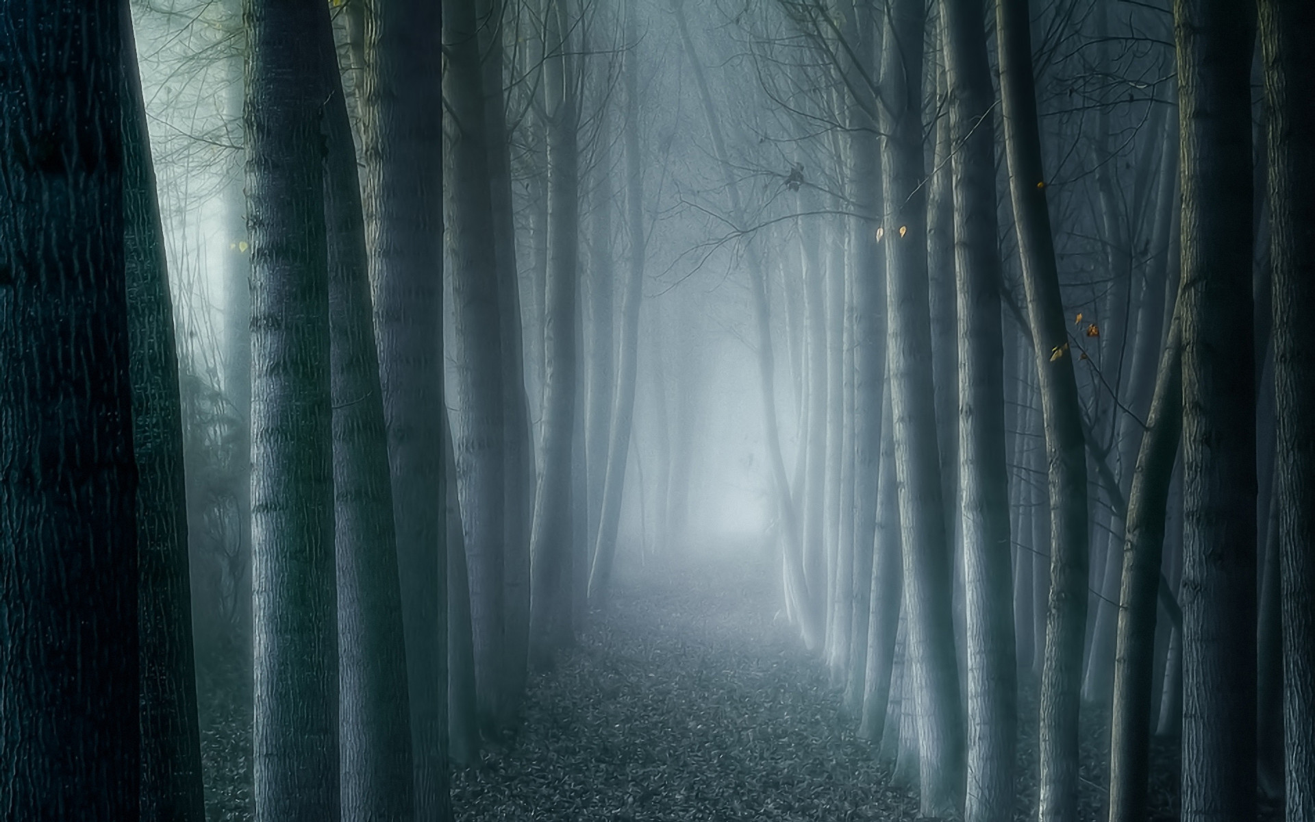 Creepy Foggy Forest Wallpapers